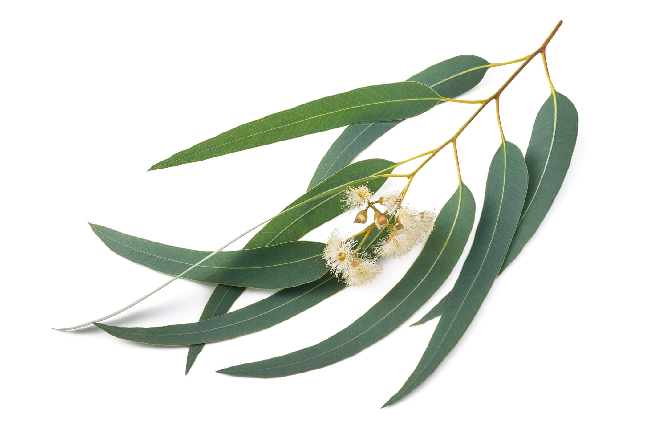 <strong>Eucalyptus</strong>