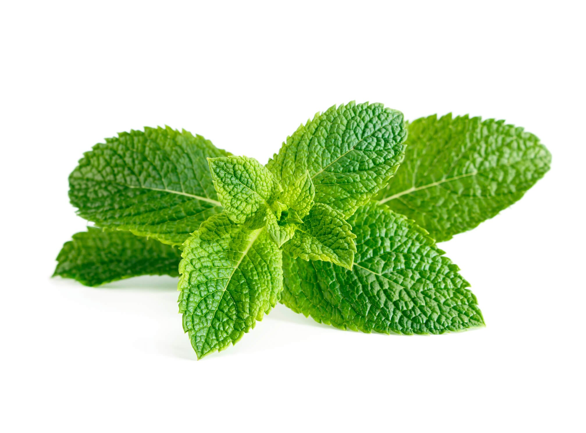 <strong> Peppermint </strong>