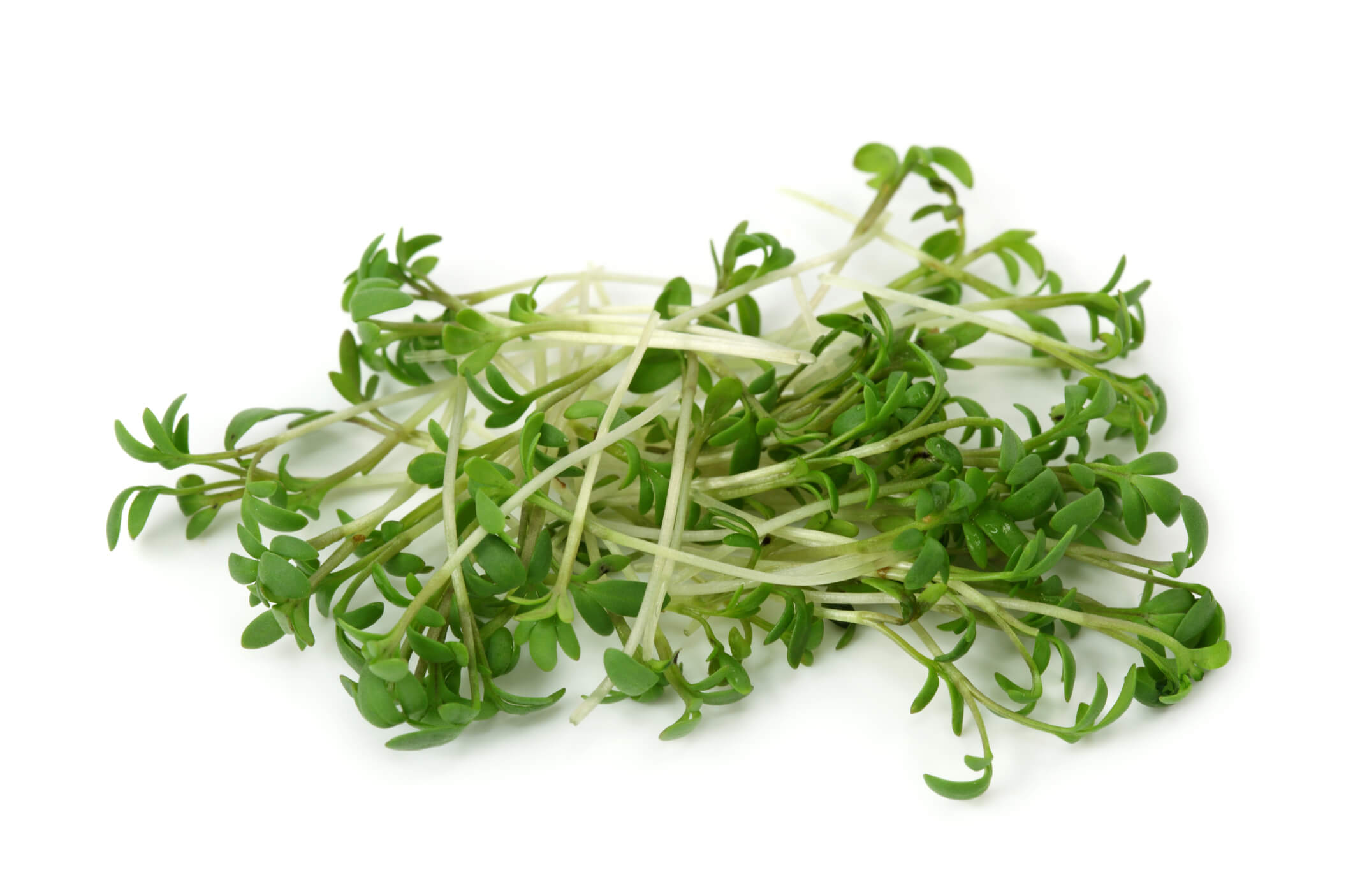 <strong> Watercress </strong>