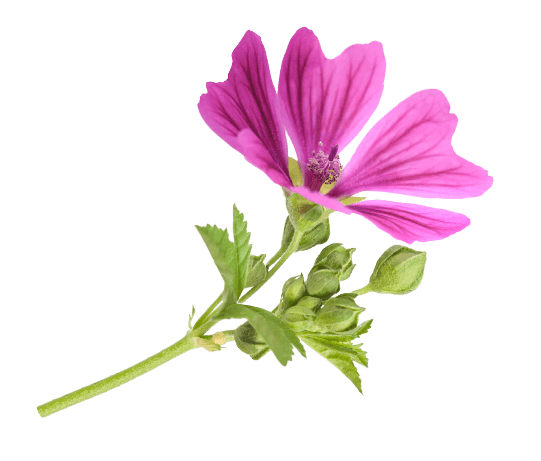 <strong>Mallow</strong>