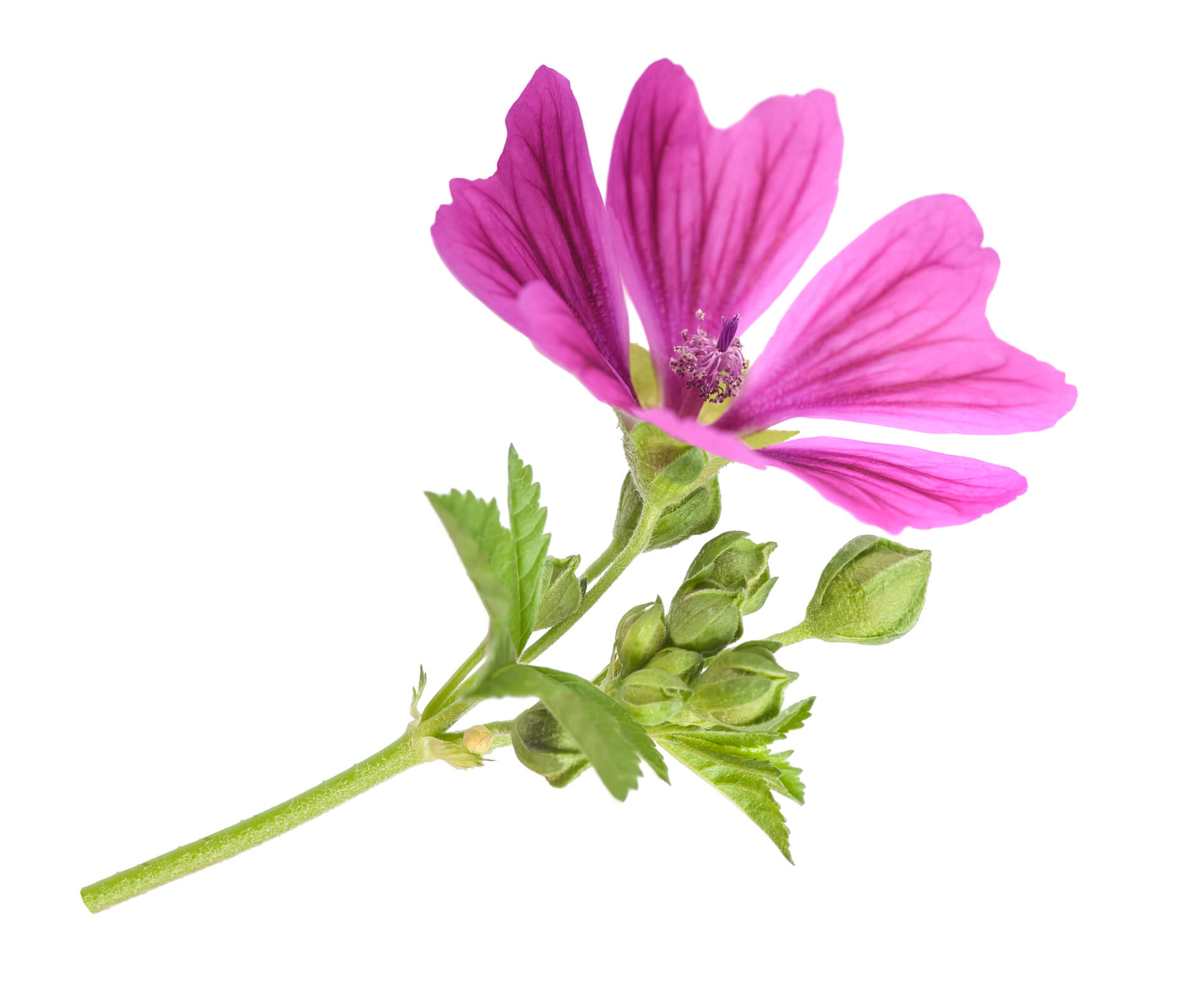 <strong>Mallow</strong>