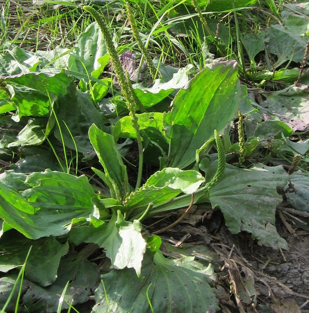 Broadleaf <br><strong>Plantain</strong>
