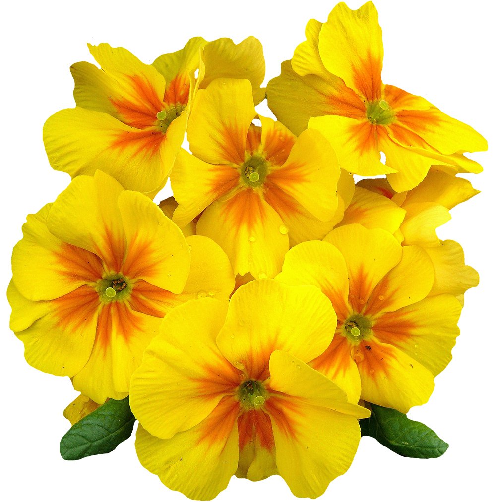 Evening <br><strong>Primrose</strong>