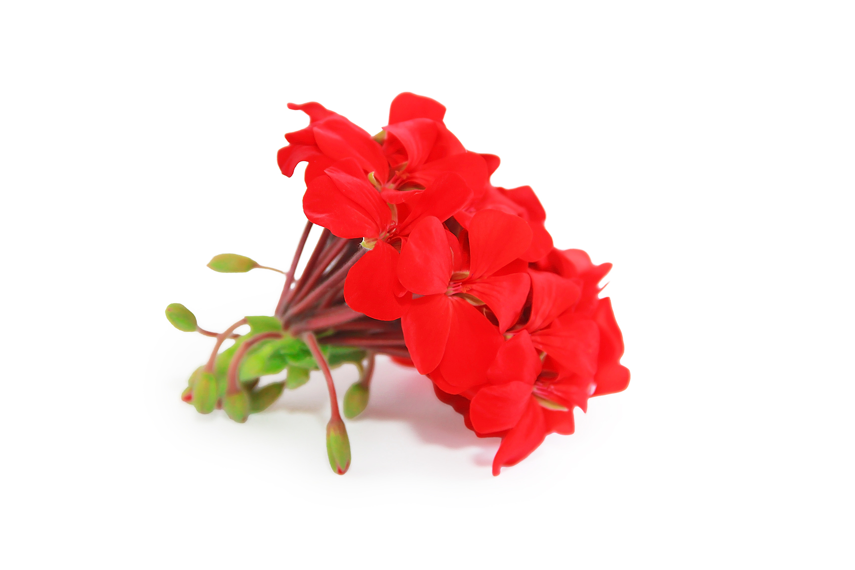Pelargonium  <br><strong> Sidoides </strong>