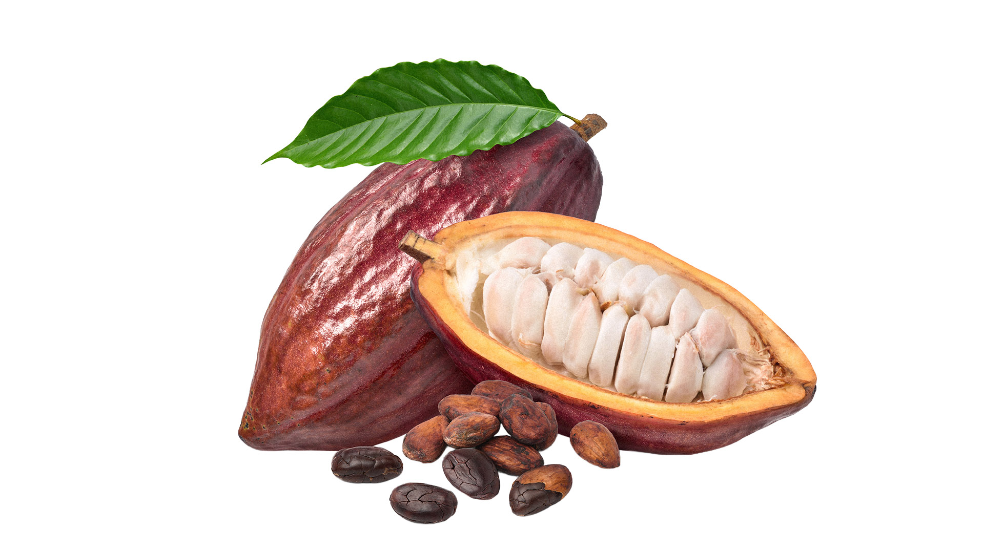 O<br><strong> Cacau </strong>