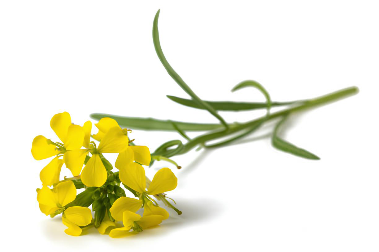 Ingrediente Especial  <br><strong> Erva-dos-cantores </strong>