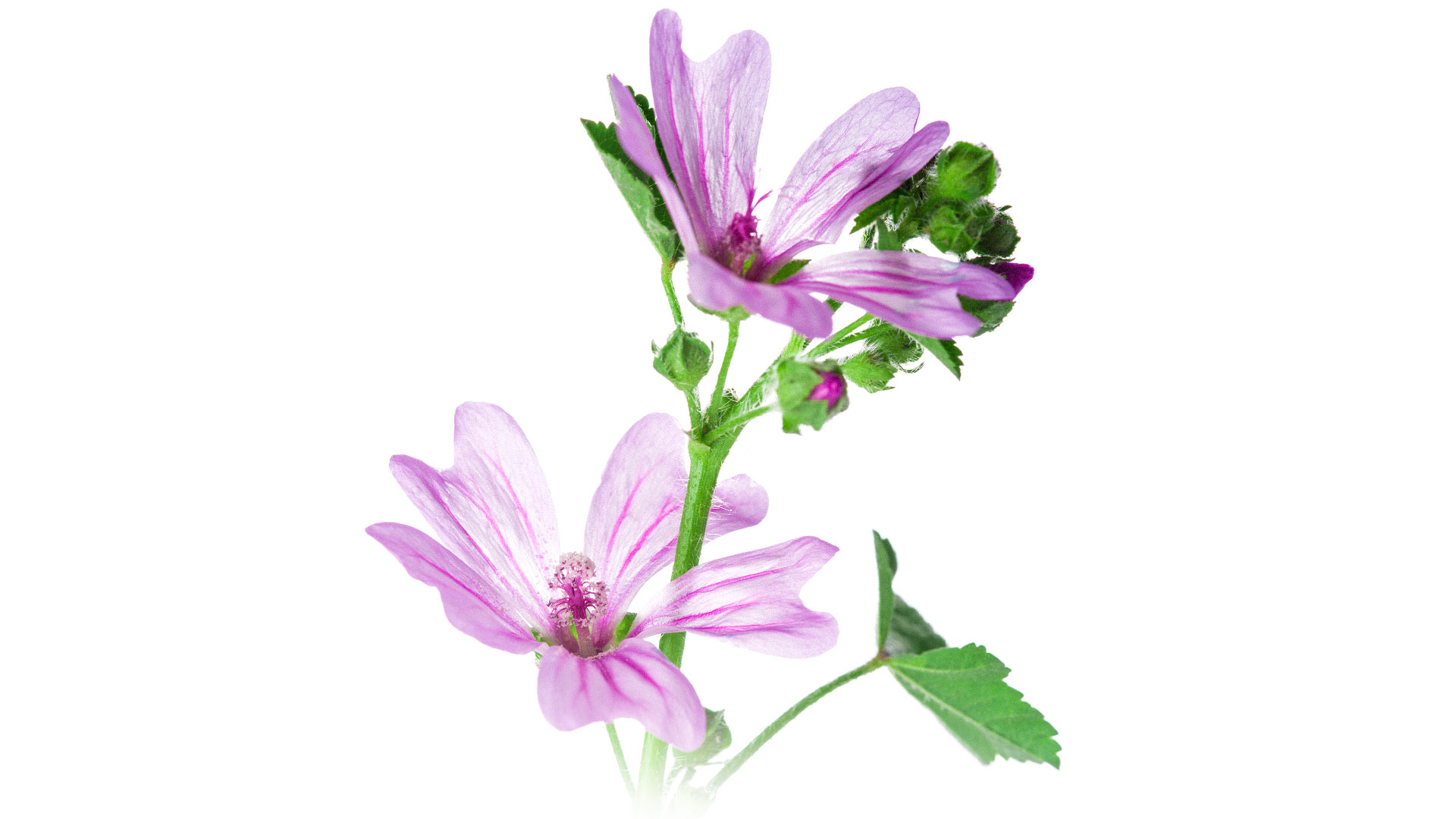 Malva<br><strong> Cheirosa </strong>