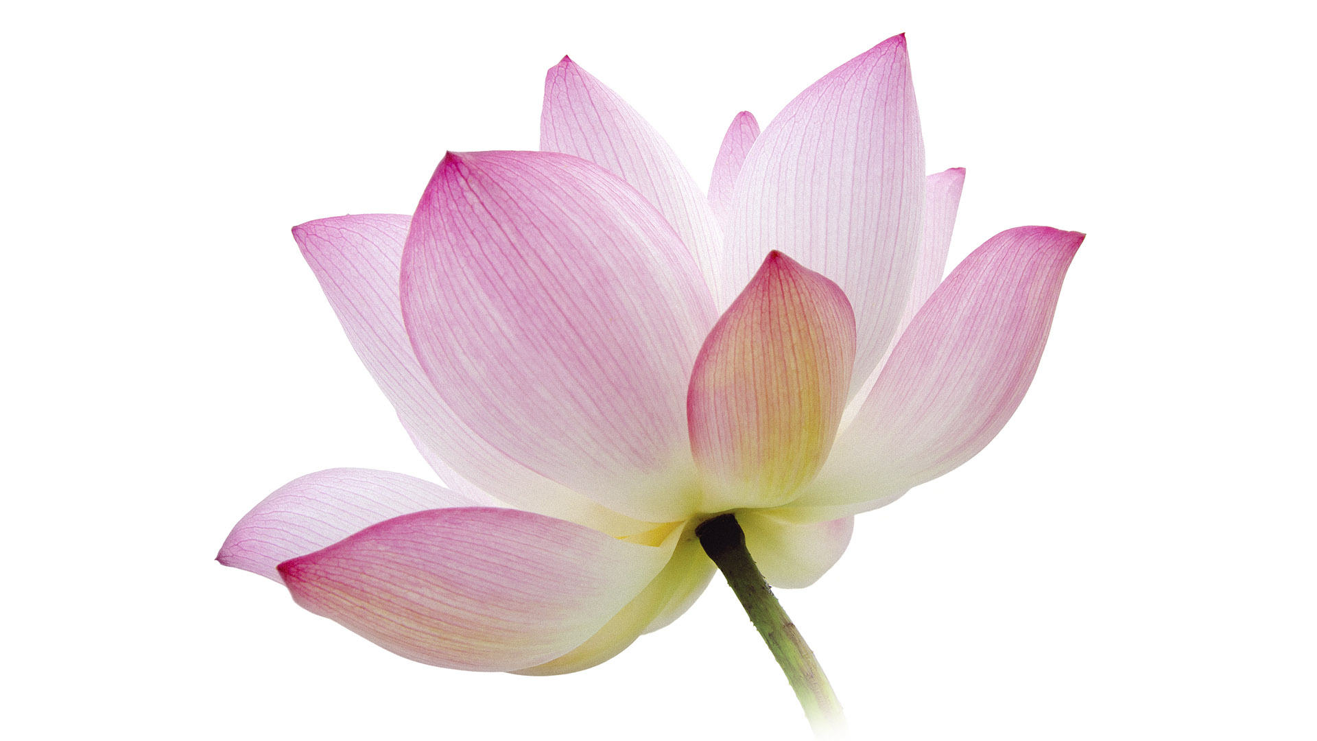 Flor de <br><strong> Lótus </strong>