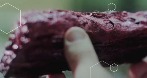 PRÓPOLIS VERMELHA: O QUE É, BENEFÍCIOS E COMO USAR