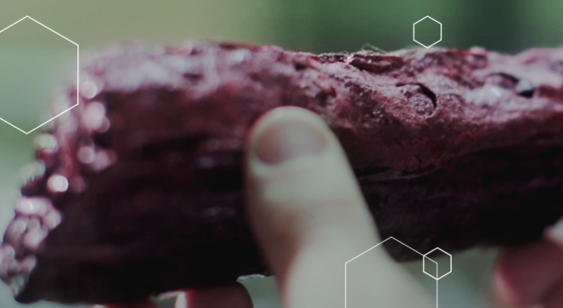 PRÓPOLIS VERMELHA: O QUE É, BENEFÍCIOS E COMO USAR